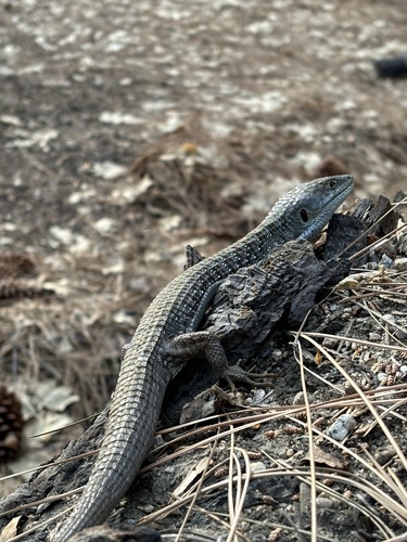 iNaturalist observation photo of Southern Alligator Lizard