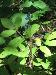 Caulophyllum robustum