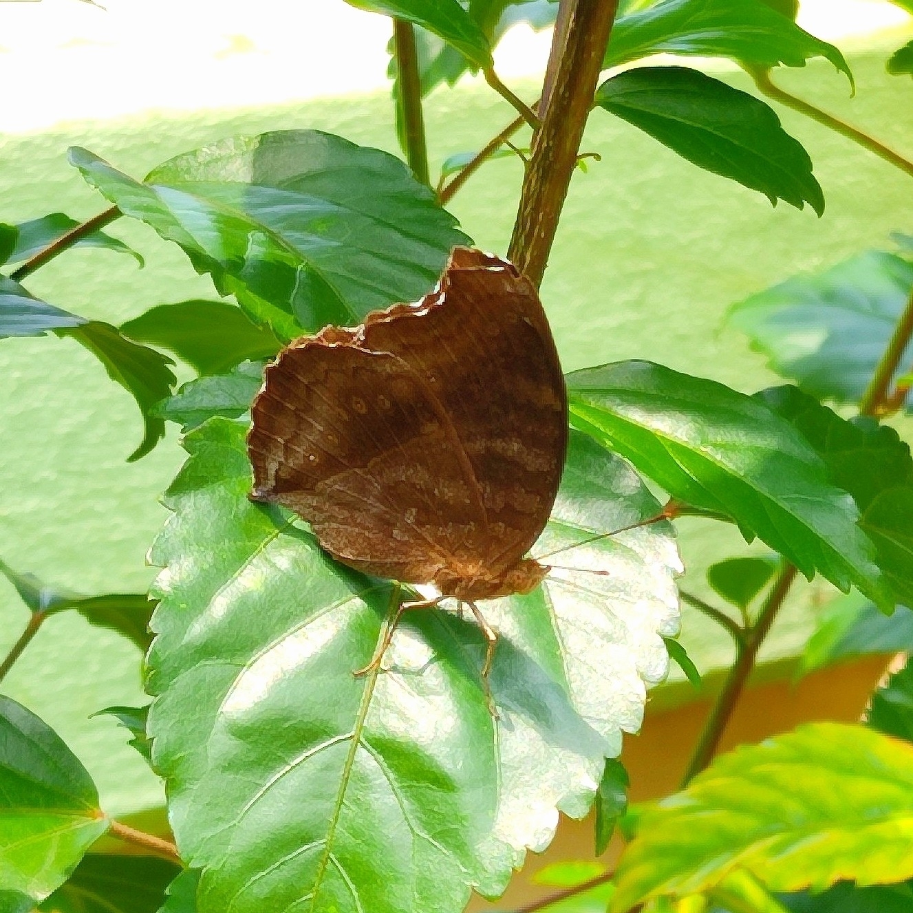 Chocolate Pansy
