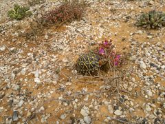 Psammobates tentorius trimeni