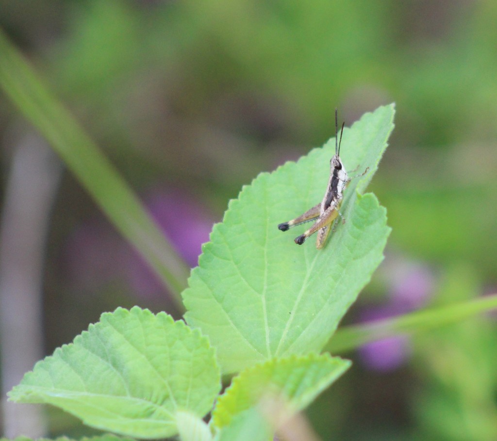 Chlorophlaeoba longiceps