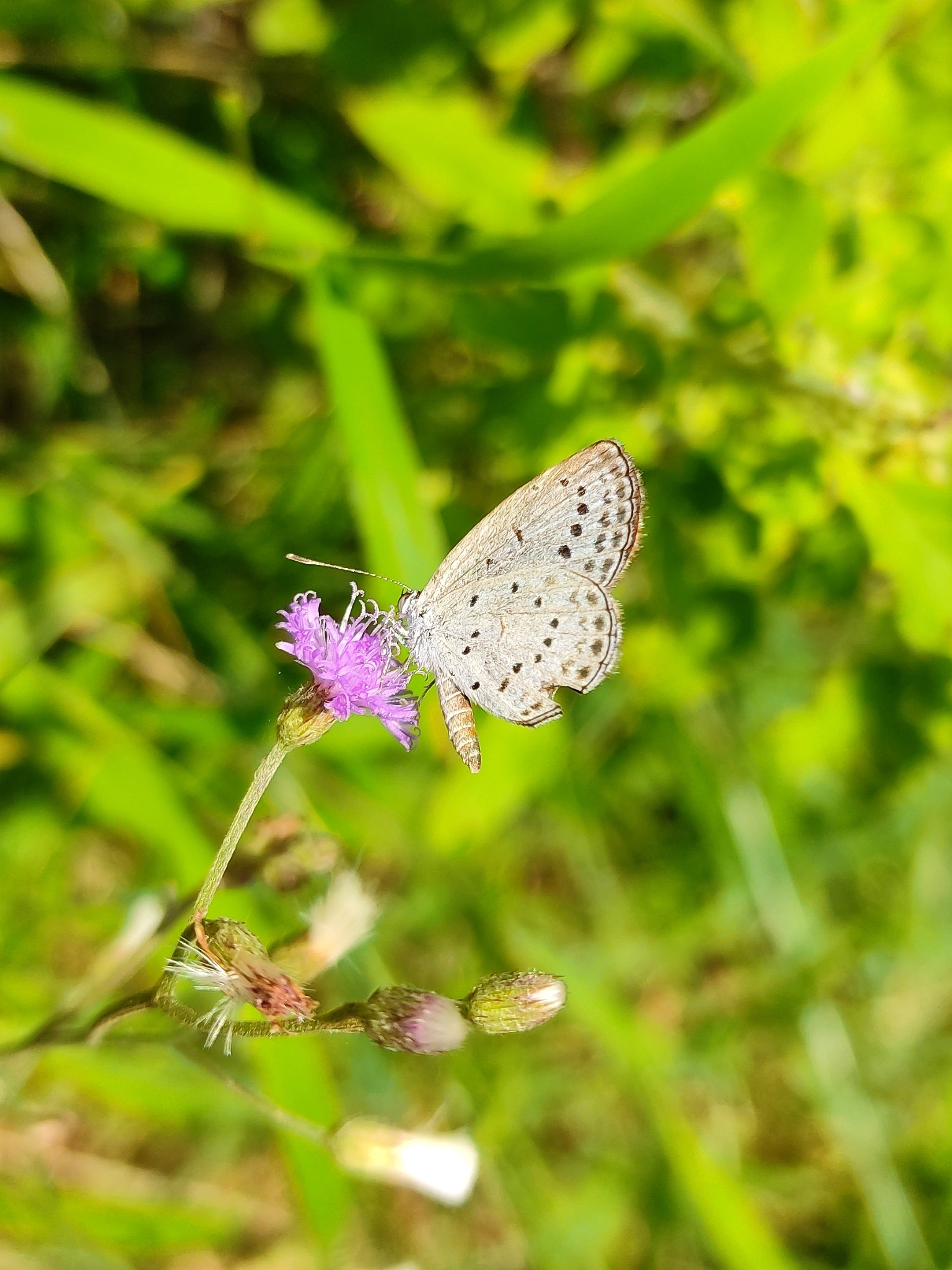 Pale Grass Blue