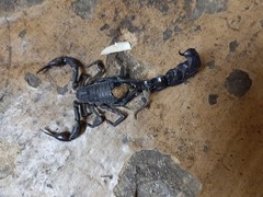 Androctonus crassicauda