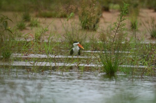 African Skimmer
