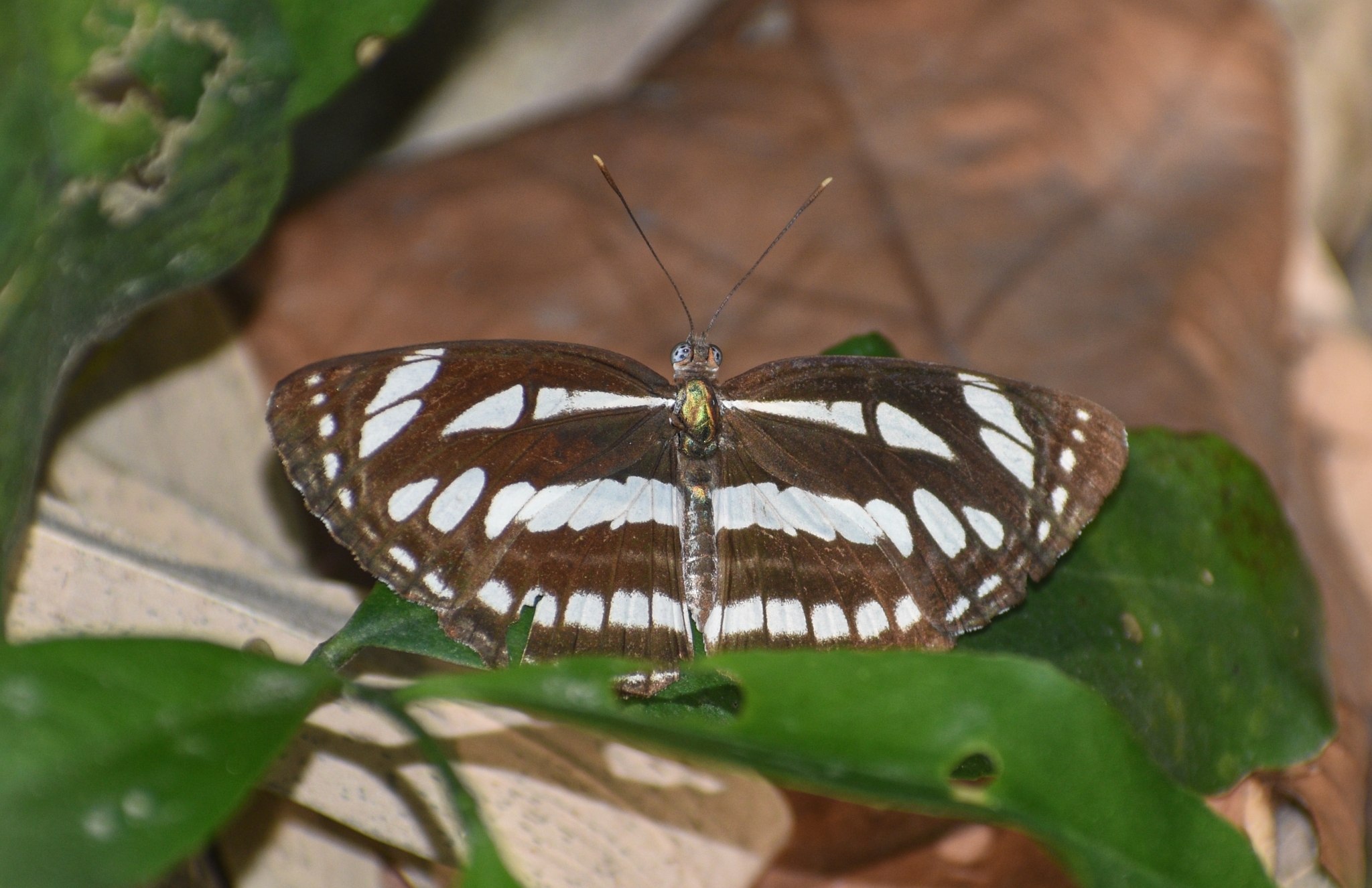 Common Sailer