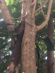 Deinacrida heteracantha