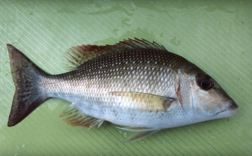 Australian emperor (Lethrinus lentjan) — Lethrinidae — 3
