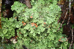 Pseudocyphellaria homoeophylla