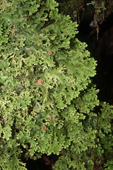 Pseudocyphellaria homoeophylla