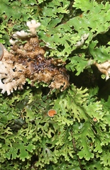 Pseudocyphellaria homoeophylla