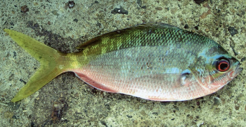 Deep-bodied fusilier (Caesio cuning) — Caesionidae — 2