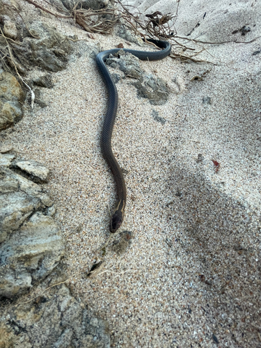 Golden-crowned Snake sighting