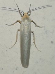 Eilema complana