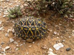 Psammobates tentorius trimeni