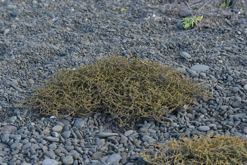 Coprosma acerosa observed 2025-06-01