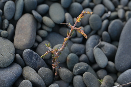 Coprosma acerosa observed 2025-06-01