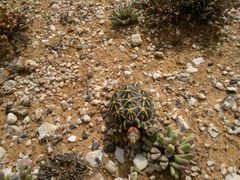 Psammobates tentorius trimeni