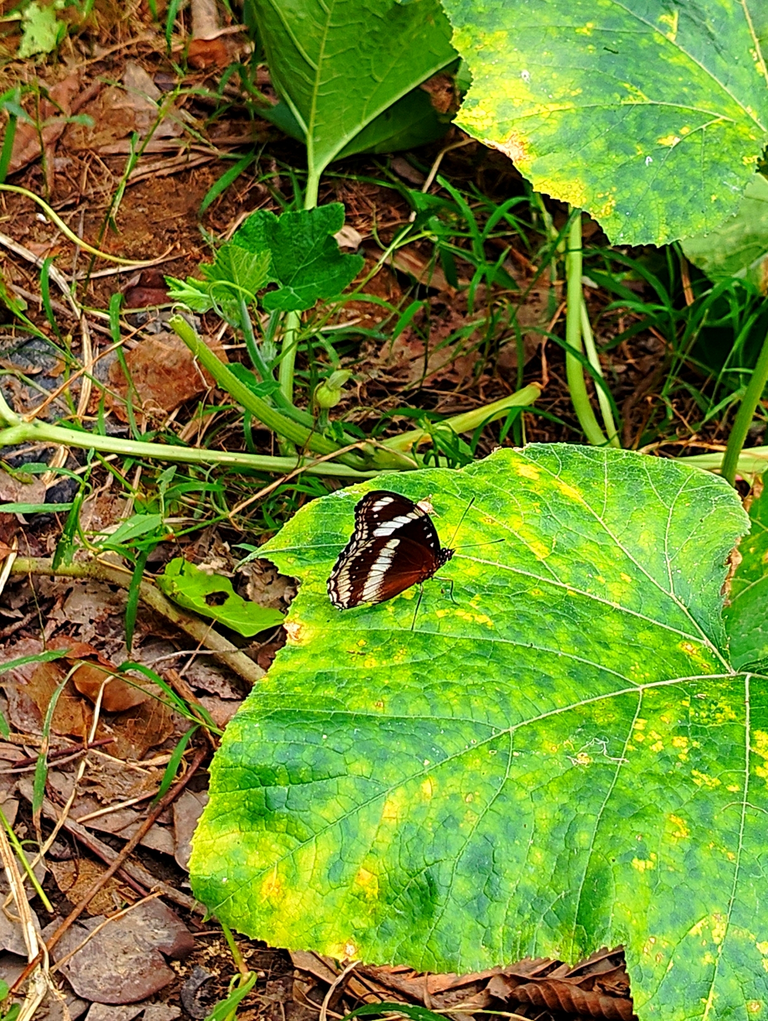 Great Eggfly