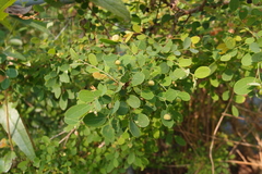 Phyllanthus reticulatus reticulatus