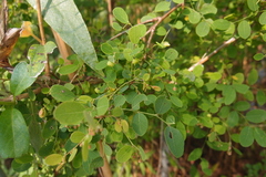 Phyllanthus reticulatus reticulatus