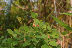 Phyllanthus reticulatus reticulatus