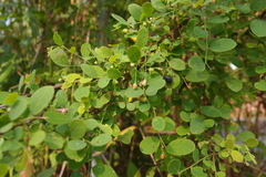 Phyllanthus reticulatus reticulatus