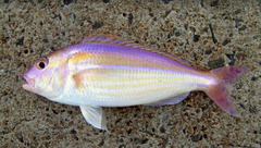 Ornate Threadfin Bream photo 3