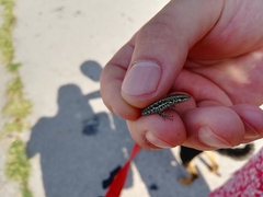 Podarcis muralis