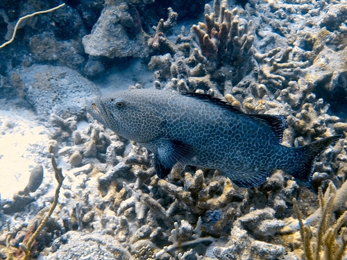 Gag (Mycteroperca tigris) — Serranidae — 5