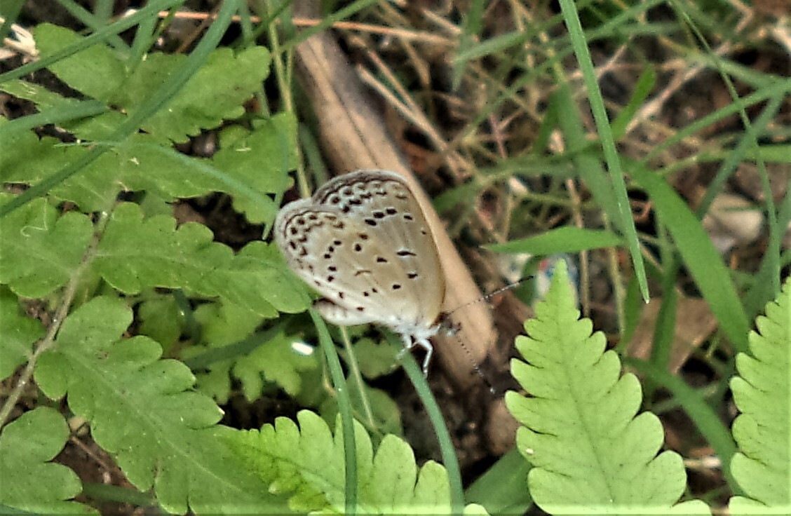 Pale Grass Blue