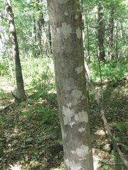 Acer pseudosieboldianum