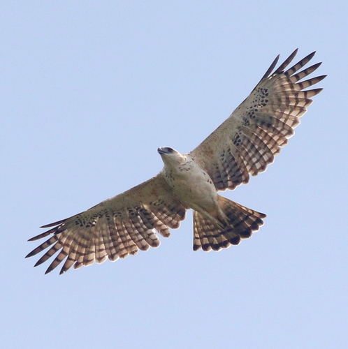 Changeable Hawk-Eagle (Nisaetus cirrhatus), photo 5