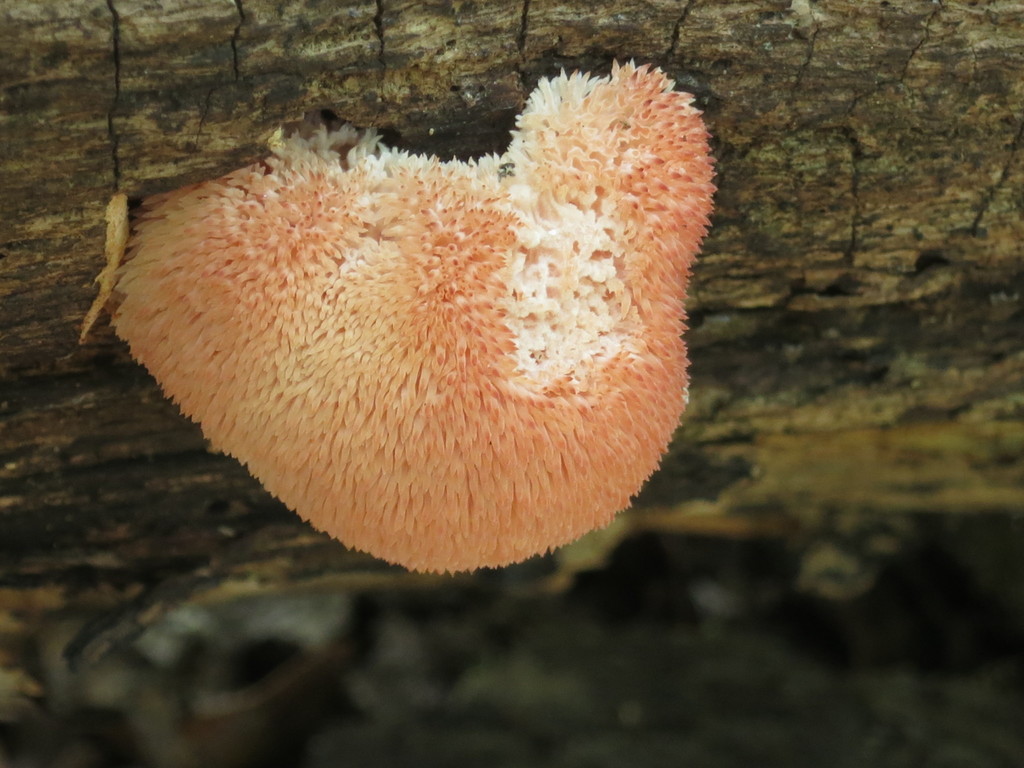 Hericium erinaceus · September 2019 · photo: © repta (iNaturalist, cc-by)