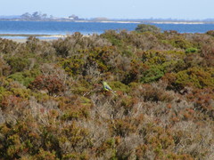 Neophema chrysostoma