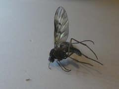 Sylvicola neozelandicus