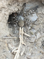 Eusparassus walckenaeri