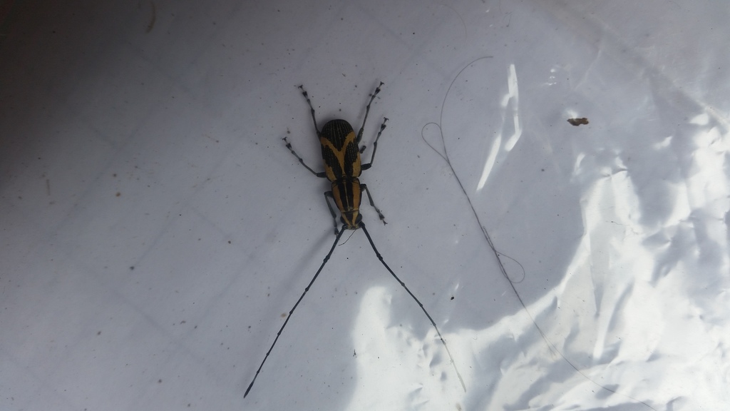 Xenocerus striatus