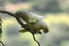 Cacatua pastinator