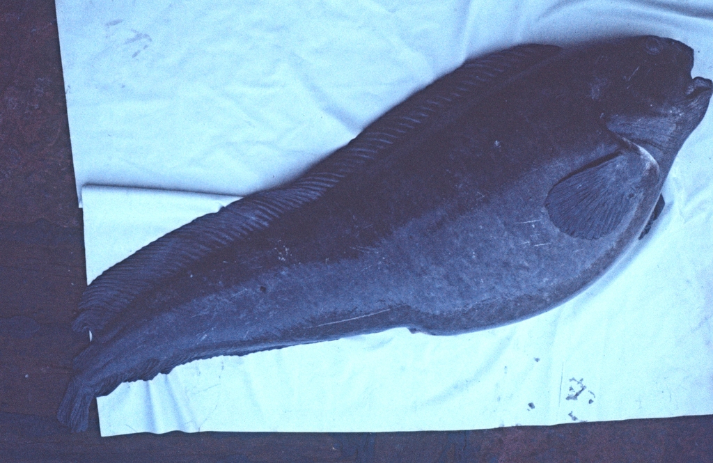 Northern wolffish (Anarhichas denticulatus) — Anarhichadidae