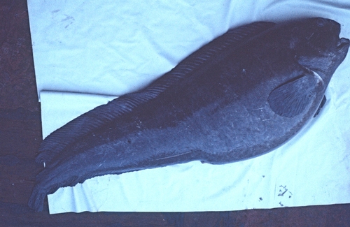 Northern wolffish (Anarhichas denticulatus) — Anarhichadidae
