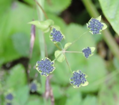 Bupleurum longicaule