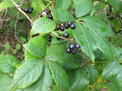 Eleutherococcus senticosus