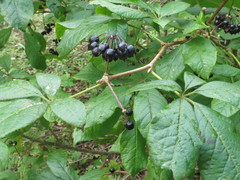 Eleutherococcus senticosus