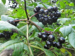 Eleutherococcus senticosus