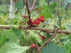 Schisandra chinensis