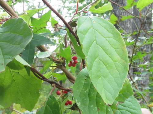 Image of Chinese Magnolia-Vine (Schisandra chinensis) by (c) Repina Tatyana, some rights reserved (CC BY)