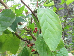 Schisandra chinensis