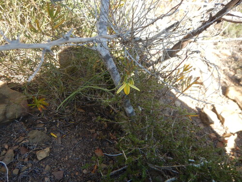 Albuca kirstenii
