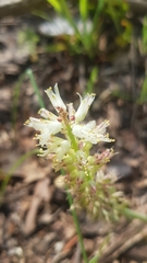 Lachenalia pallida