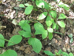 Schisandra chinensis